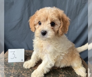Cavapoo Puppy for sale in EL PASO, IL, USA
