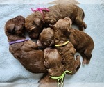 Image preview for Ad Listing. Nickname: Litter of 10