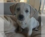 Small #7 Labrador Retriever Mix