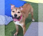 Small #2 American Pit Bull Terrier Mix