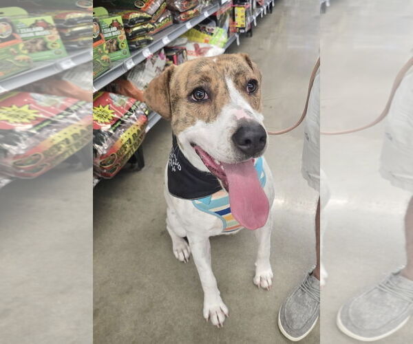 Medium Photo #9 Labrador Retriever-Unknown Mix Puppy For Sale in Rosenberg, TX, USA