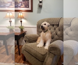 Mother of the Soft Coated Wheaten Terrier puppies born on 05/01/2025