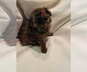 Pom-A-Poo Puppy for Sale in HENDERSON, Nevada USA