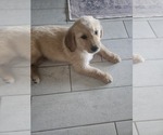 Puppy Orange Golden Retriever