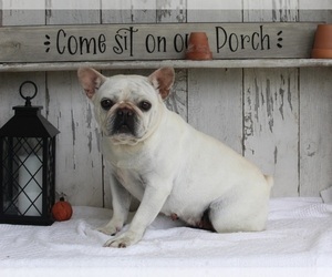 French Bulldog Puppy for sale in MILLERSBURG, OH, USA