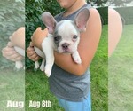Puppy Mikey French Bulldog