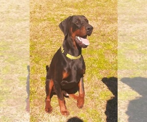 Father of the Doberman Pinscher puppies born on 04/20/2022