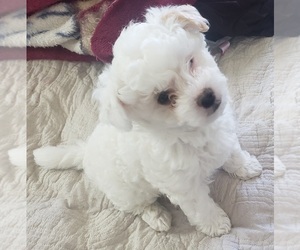 Maltipoo Puppy for sale in CARSON CITY, NV, USA