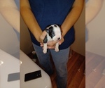 Small Photo #7 Boston Terrier Puppy For Sale in COLLINS, GA, USA