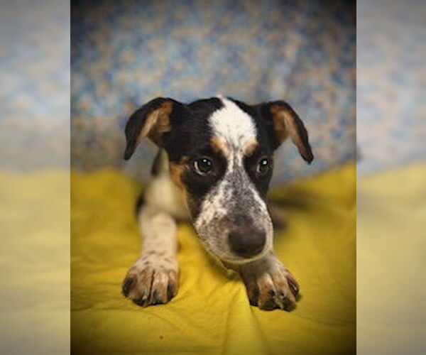 Medium Photo #4 Australian Shepherd-Unknown Mix Puppy For Sale in Pleasanton, TX, USA