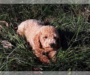 Mother of the Poodle (Miniature) puppies born on 03/30/2024