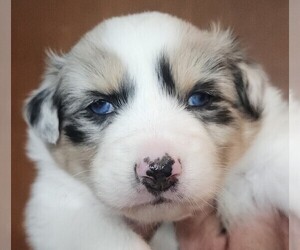Medium Australian Shepherd