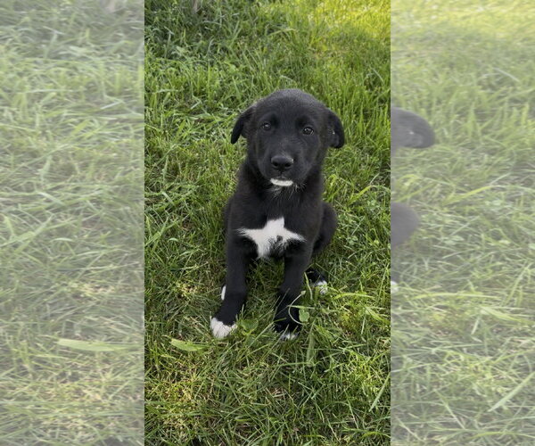 Medium Photo #5 Shepradors Puppy For Sale in Macon, MO, USA