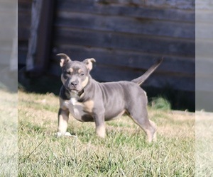 American Bully Puppy for Sale in BILLINGS, Missouri USA
