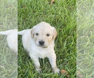 Golden Retriever Puppy for sale in CROSBY, TX, USA