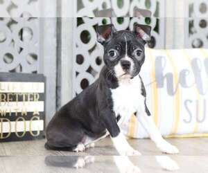 Boston Terrier Puppy for sale in MOUNT VERNON, OH, USA