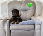 Small Photo #26 Rottweiler Puppy For Sale in NAPA, CA, USA