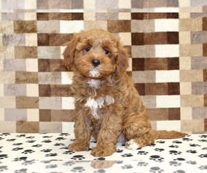 Cavapoo (Miniature) Puppy for sale in DENVER, PA, USA