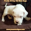 Small Photo #114 Dogo Argentino Puppy For Sale in JANE, MO, USA