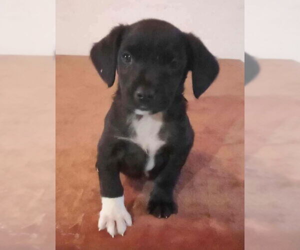 Medium Photo #1 Labrador Retriever-Unknown Mix Puppy For Sale in Dana Point, CA, USA