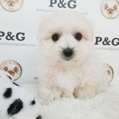 Morkie Puppy for sale in TEMPLE CITY, CA, USA