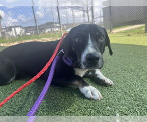 Beagle-Unknown Mix Dogs for adoption in Pasadena, TX, USA