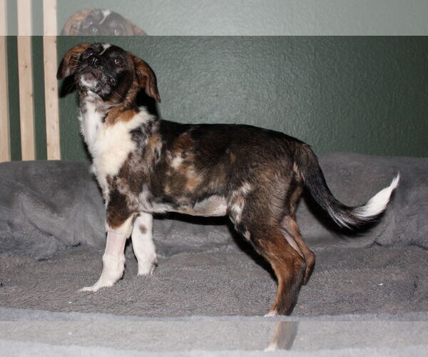 Medium Photo #2 Australian Shepherd-Unknown Mix Puppy For Sale in Phoenix, AZ, USA