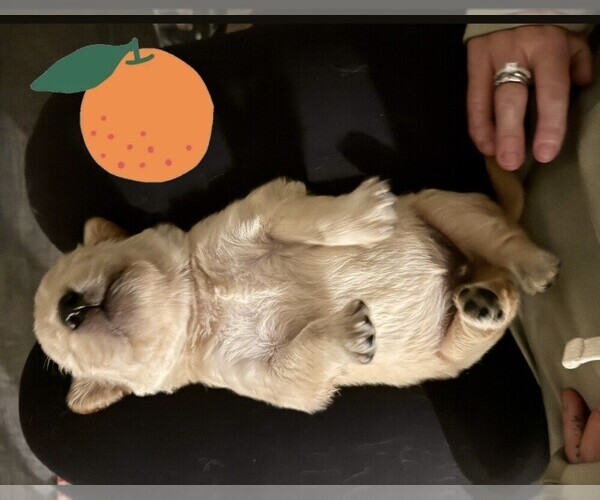 Medium Photo #18 Golden Retriever Puppy For Sale in EXTON, PA, USA