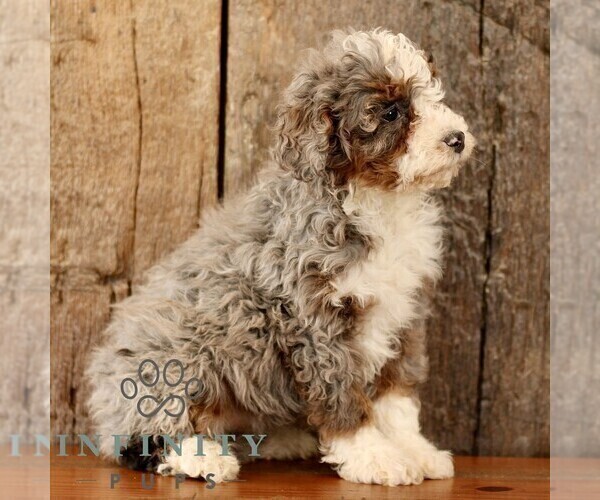 Medium Photo #3 Bernedoodle (Miniature) Puppy For Sale in NARVON, PA, USA