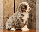 Small #2 Bernedoodle (Miniature)
