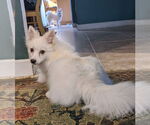 Small #9 American Eskimo Dog
