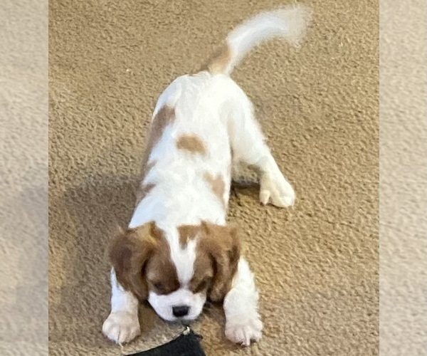 Medium Photo #8 Cavalier King Charles Spaniel Puppy For Sale in GRAND SALINE, TX, USA