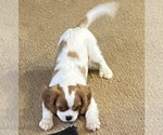 Small #1 Cavalier King Charles Spaniel