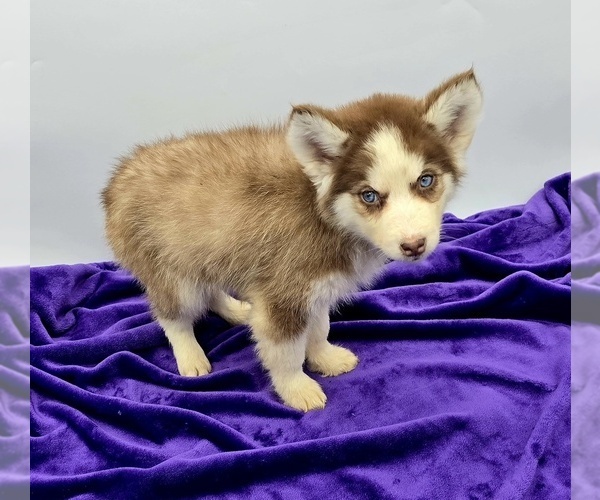Medium Photo #2 Siberian Husky Puppy For Sale in SANDY HOOK, KY, USA