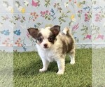 Small Chihuahua