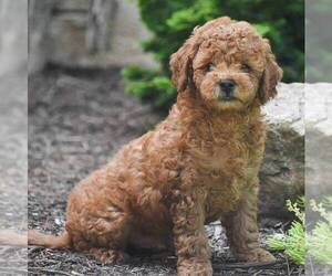 Goldendoodle (Miniature) Puppy for sale in CHRISTIANA, PA, USA