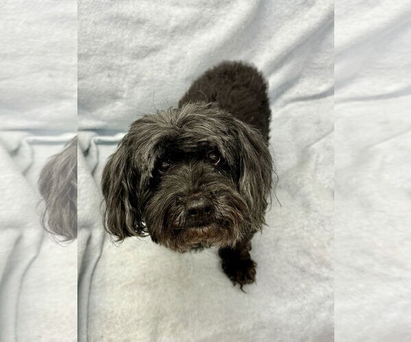 Medium Photo #6 Poodle (Miniature)-Unknown Mix Puppy For Sale in Rockaway, NJ, USA