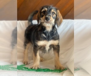 Miniature Bernedoodle Puppy for sale in INDIANAPOLIS, IN, USA