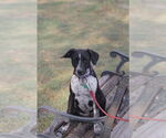 Small #1 Lab-Pointer