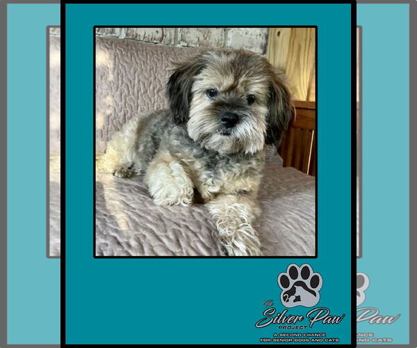 Medium Photo #4 Silky Terrier-Unknown Mix Puppy For Sale in Royal Palm Beach, FL, USA