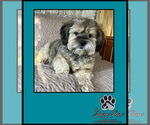 Small #3 Silky Terrier Mix