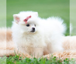 Small #4 Pomeranian
