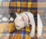 Small #8 Faux Frenchbo Bulldog