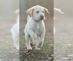 Small Photo #4 Labrador Retriever Puppy For Sale in GLADSTONE, VA, USA