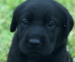 Small Photo #3 Labrador Retriever Puppy For Sale in CHILLICOTHE, MO, USA