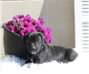 Dalmatian-English Cream Golden Retriever Mix Puppy for sale in FREDERICKSBURG, OH, USA