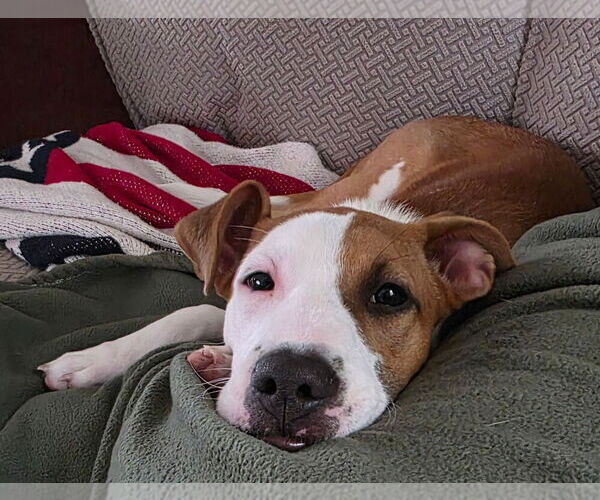 Medium Photo #4 Labrador Retriever-Unknown Mix Puppy For Sale in Oak Bluffs, MA, USA