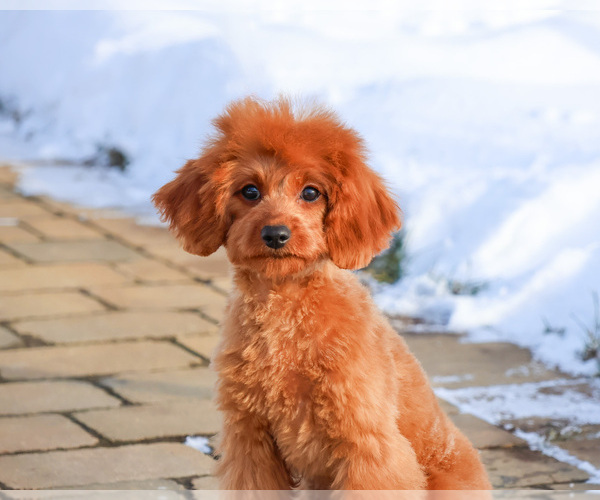 Medium Photo #2 Cavapoo (Miniature) Puppy For Sale in SYRACUSE, IN, USA