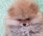 Small Photo #2 Pomeranian Puppy For Sale in SHERMAN OAKS, CA, USA