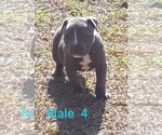 Small Photo #1 American Bully Puppy For Sale in JESUP, GA, USA